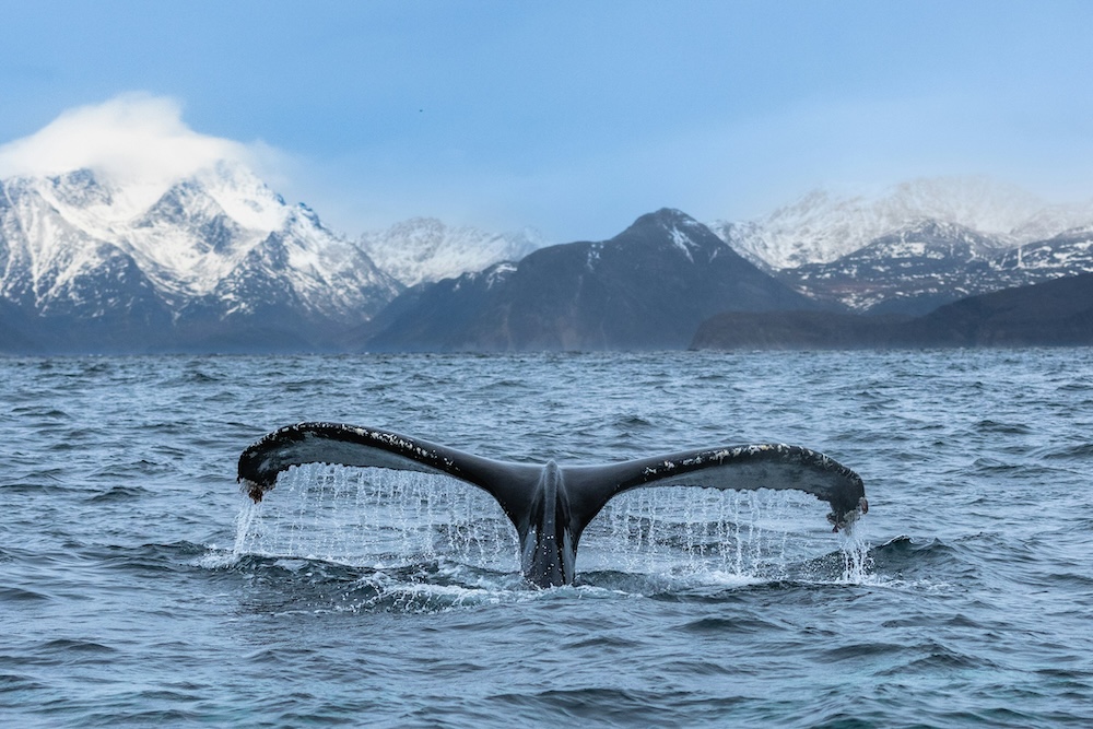 Whale swimming in Gulf of Alaska