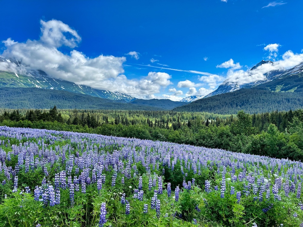 Mountain range with wildflowers in the field