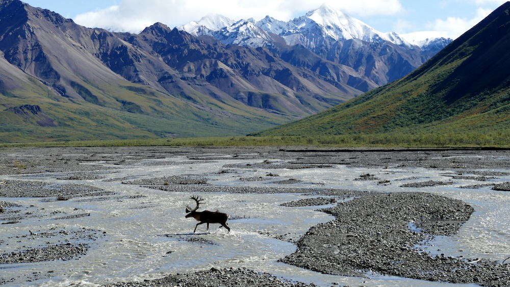 Mountains in Alaska with an elk crossing through a stream in the valley